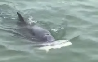 dolphin chasing and eating