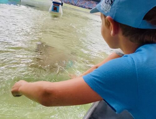 My Tropicana Field Rays Guide for 2023 | Video Highlights of Activities