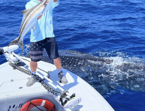 Whale Sharks off our Florida Coast - Epic Fishing Trip | Video