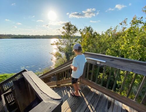 Sawgrass Lake Park in St Petersburg - Observation Tower, Boardwalk, and more