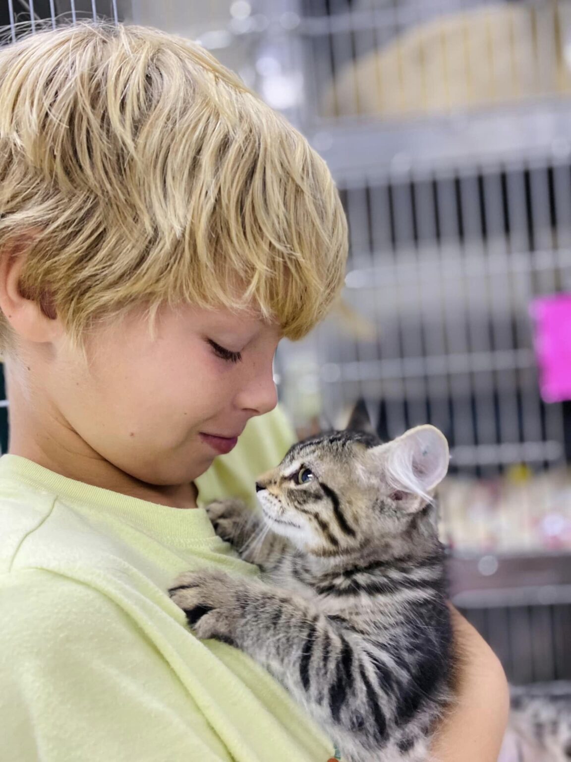 Friends of Strays Animal Shelter in St Petersburg Florida