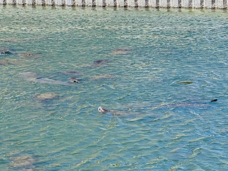 TECO's Manatee Viewing Center is a Quick Daytrip from St Petersburg