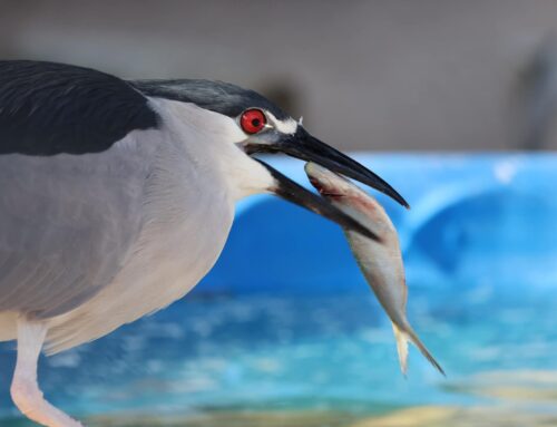 Seaside Bird Sanctuary Indian Shores Florida