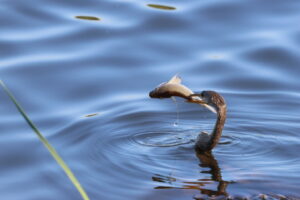 harbor isle birds harbor isle nature lovers