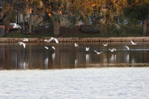 harbor isle birds 5 st pete harbor isle at dusk sunset
