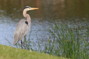 harbor isle birds2 heron harbor isle birds
