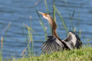 harbor isle birds4 cormorant bird harbor isle