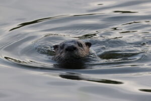 otters harbor isle otters st pete harbor isle neighborhood