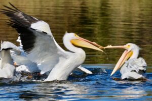 white pelicans harbor isle 2 white pelicans st pete