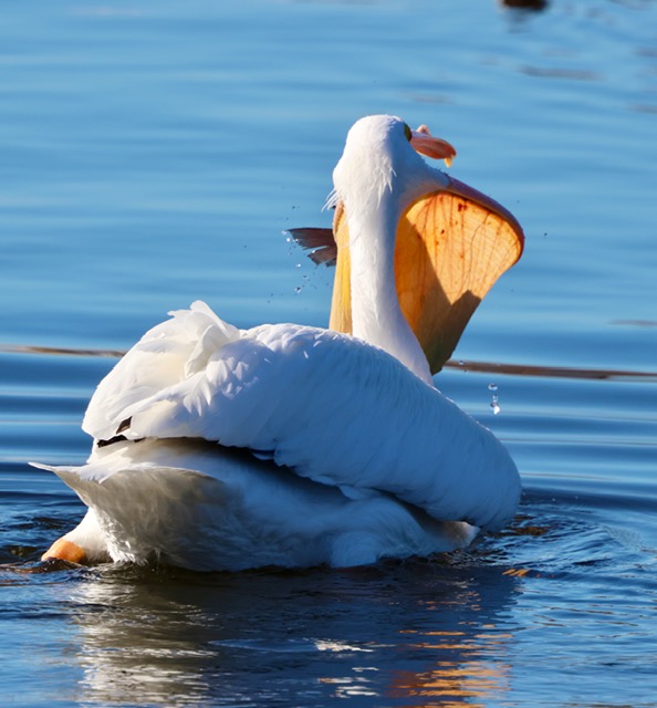 white pelicans harbor isle 3 white pelicans harbor isle community