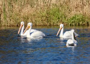 white pelicans harbor isle harbor isle white pelicans