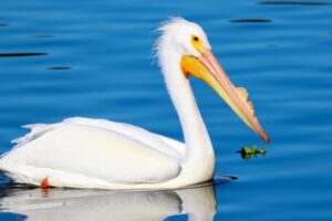 white pelicans harbor isle 5 white pelicans